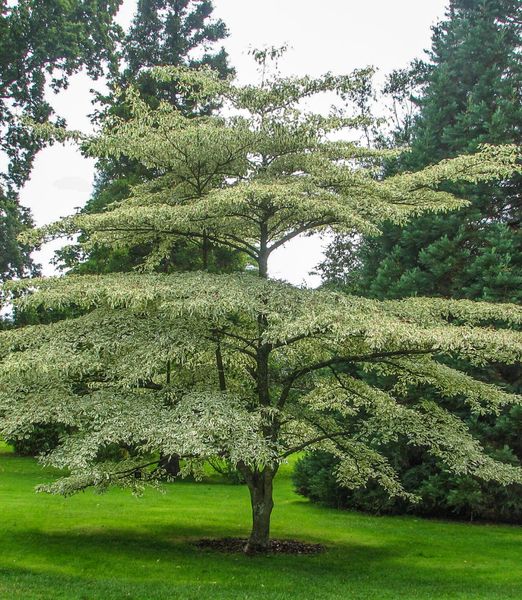 Cornus controversa 'Variegata